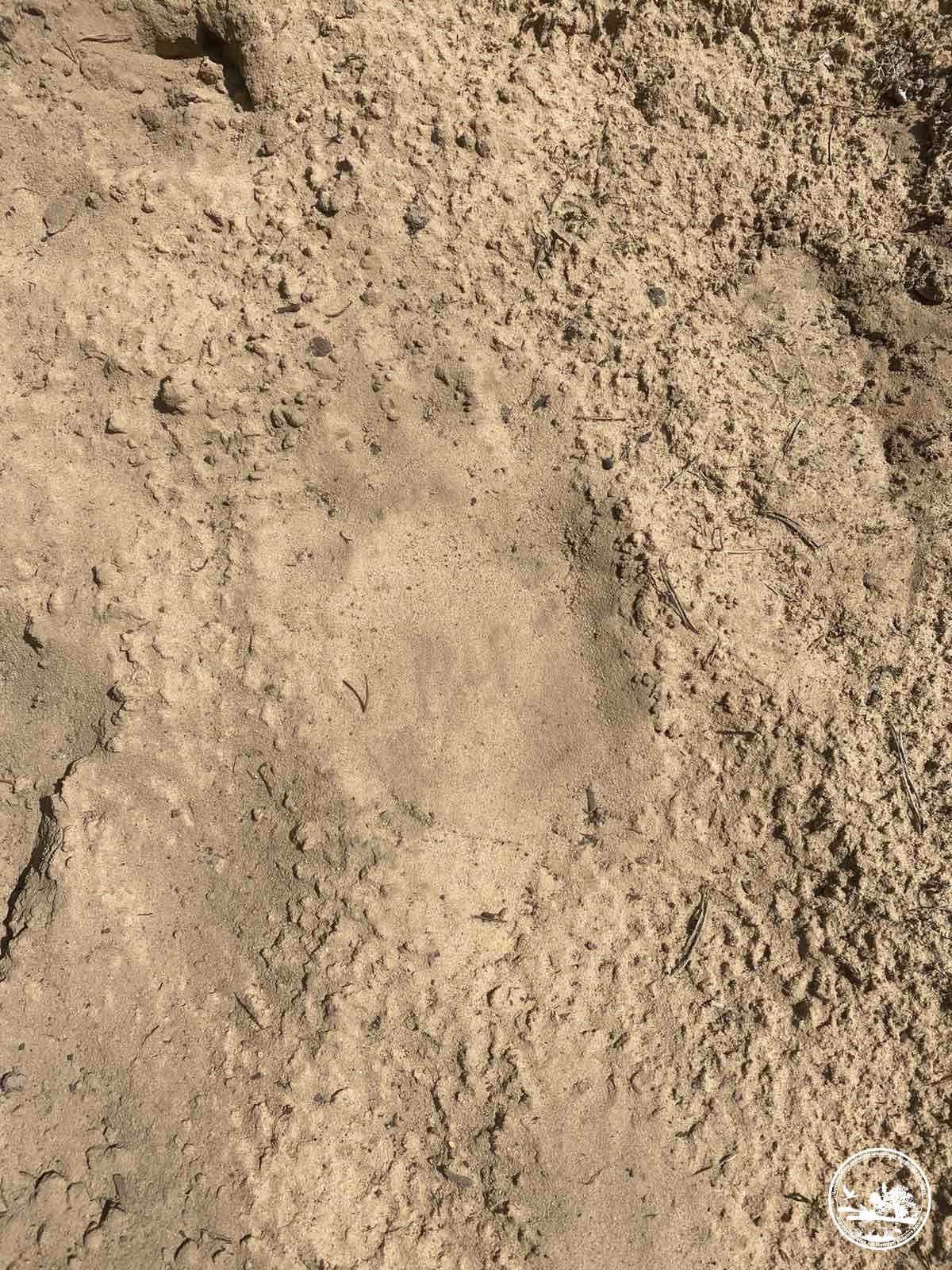 Сліди бурого ведмедя у Чорнобильському заповіднику