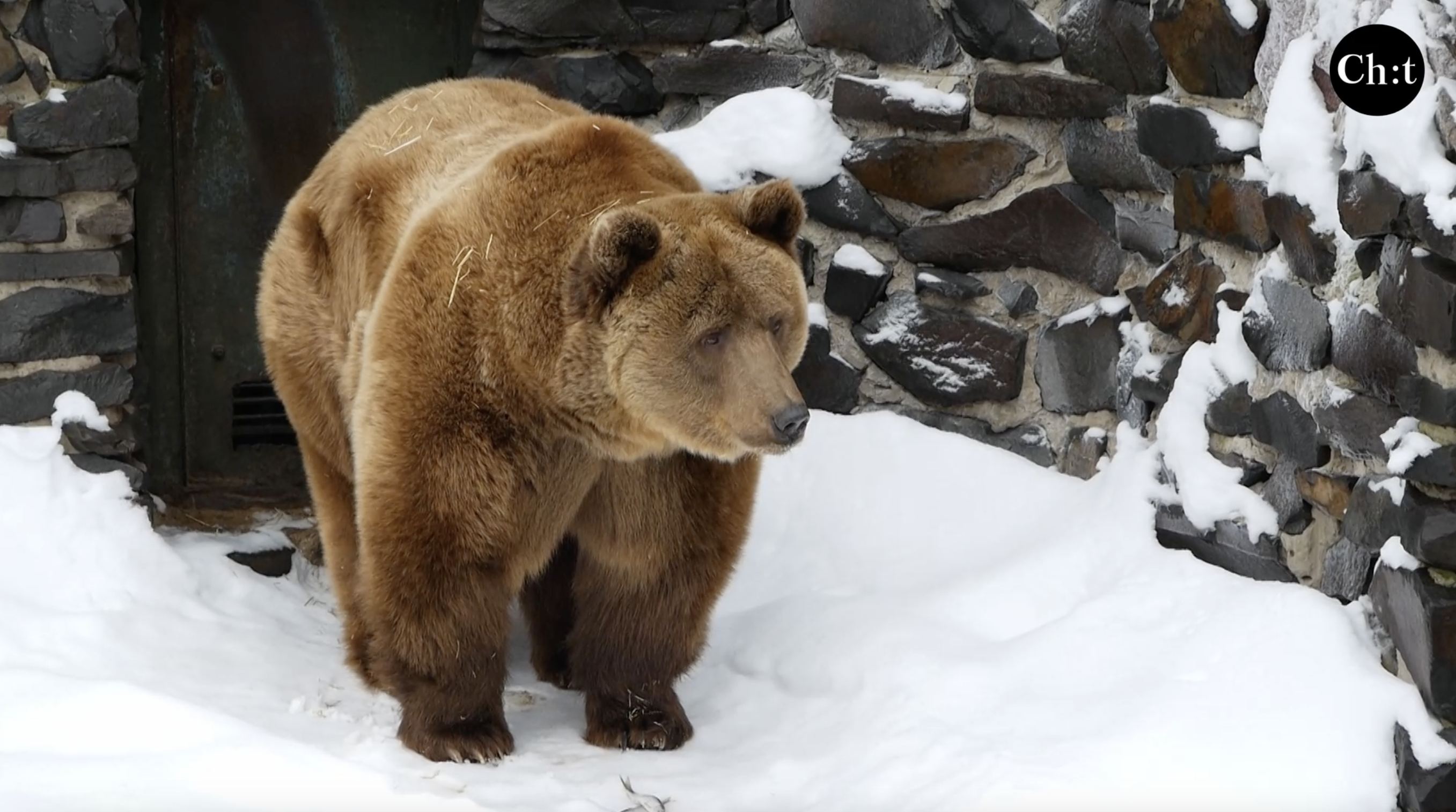 Ведмідь "Барні" із менського зоопарку