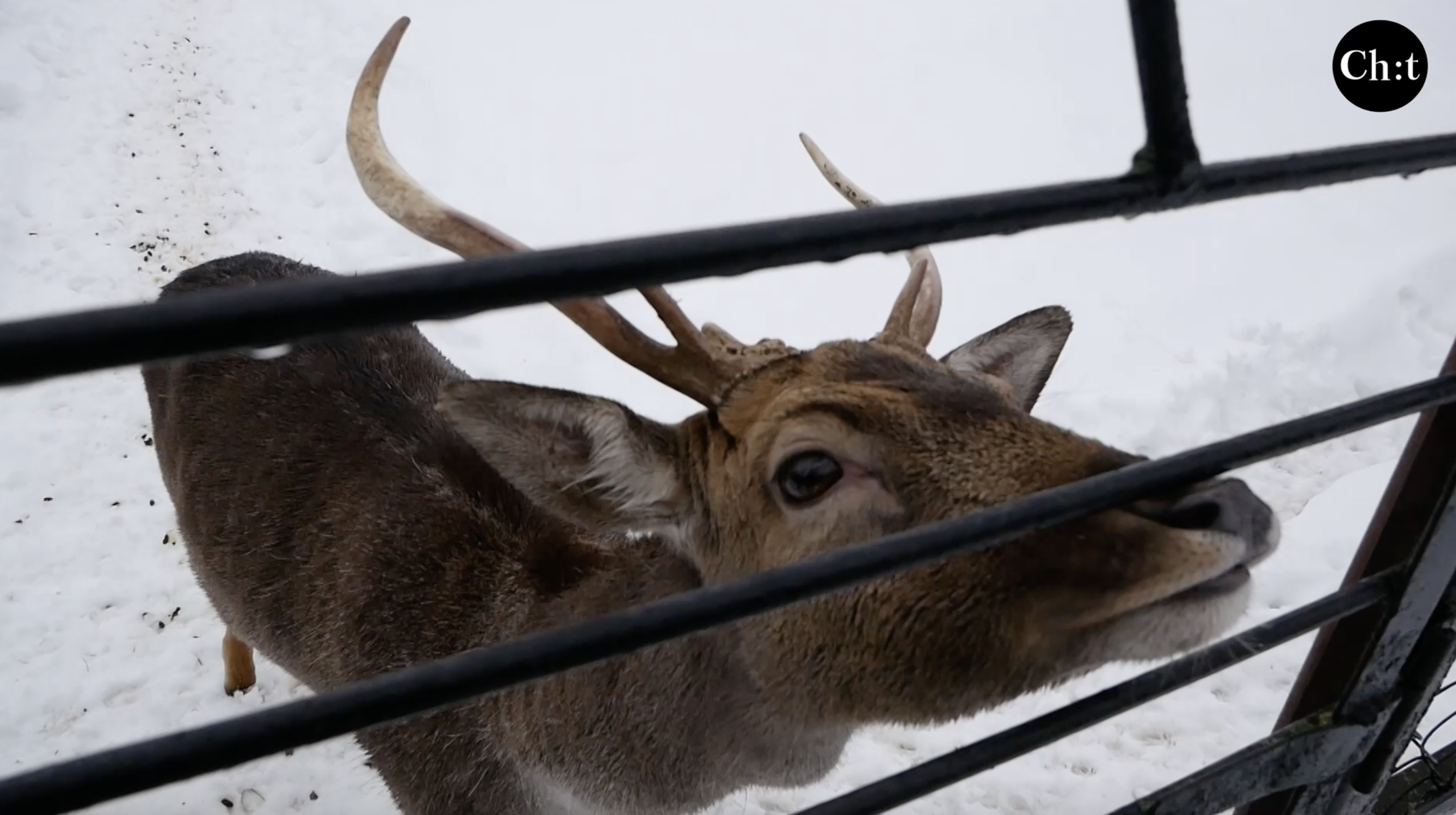 До зими Менський зоопарк підготувався. Має всі запаси харчів та сіна