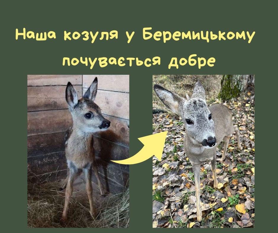 Козуля, врятована киянами-доброзичливцями