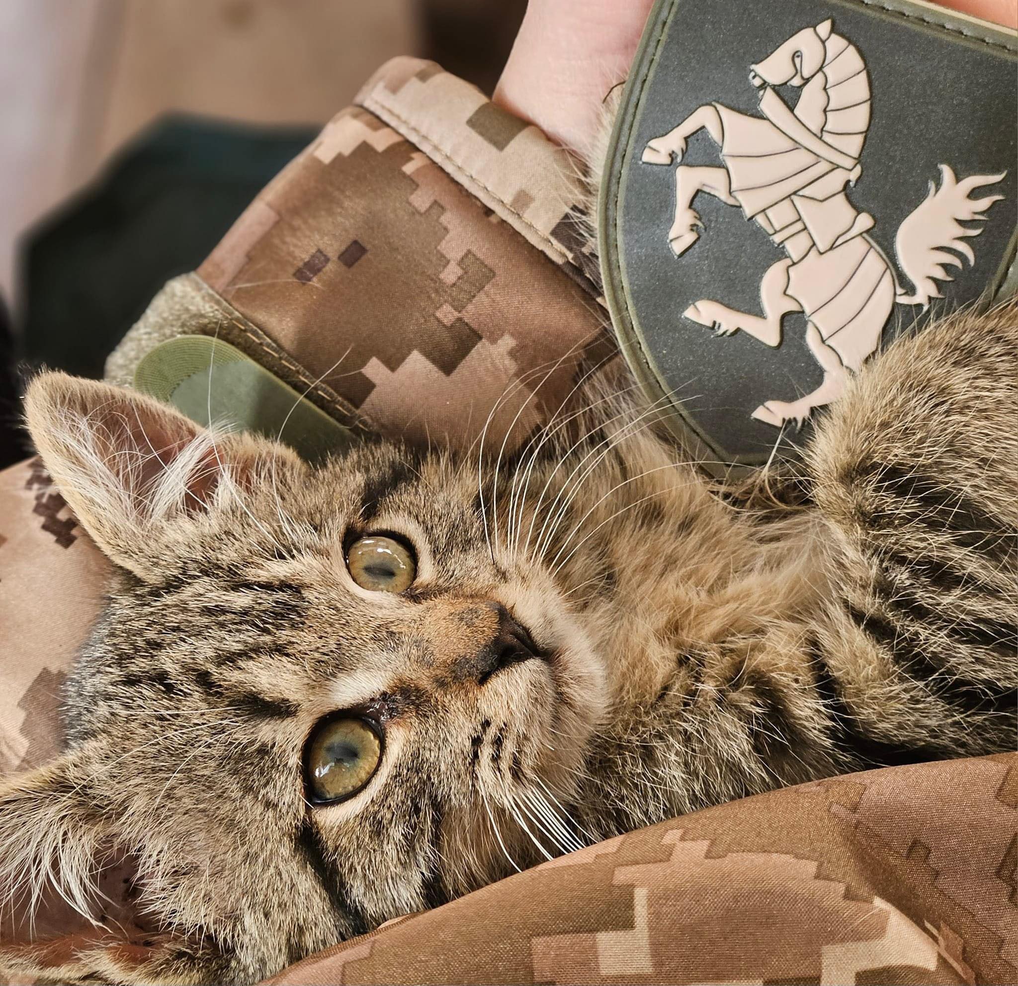 Талісман танкістів - кошеня-дівчинку на позивний Кнопка