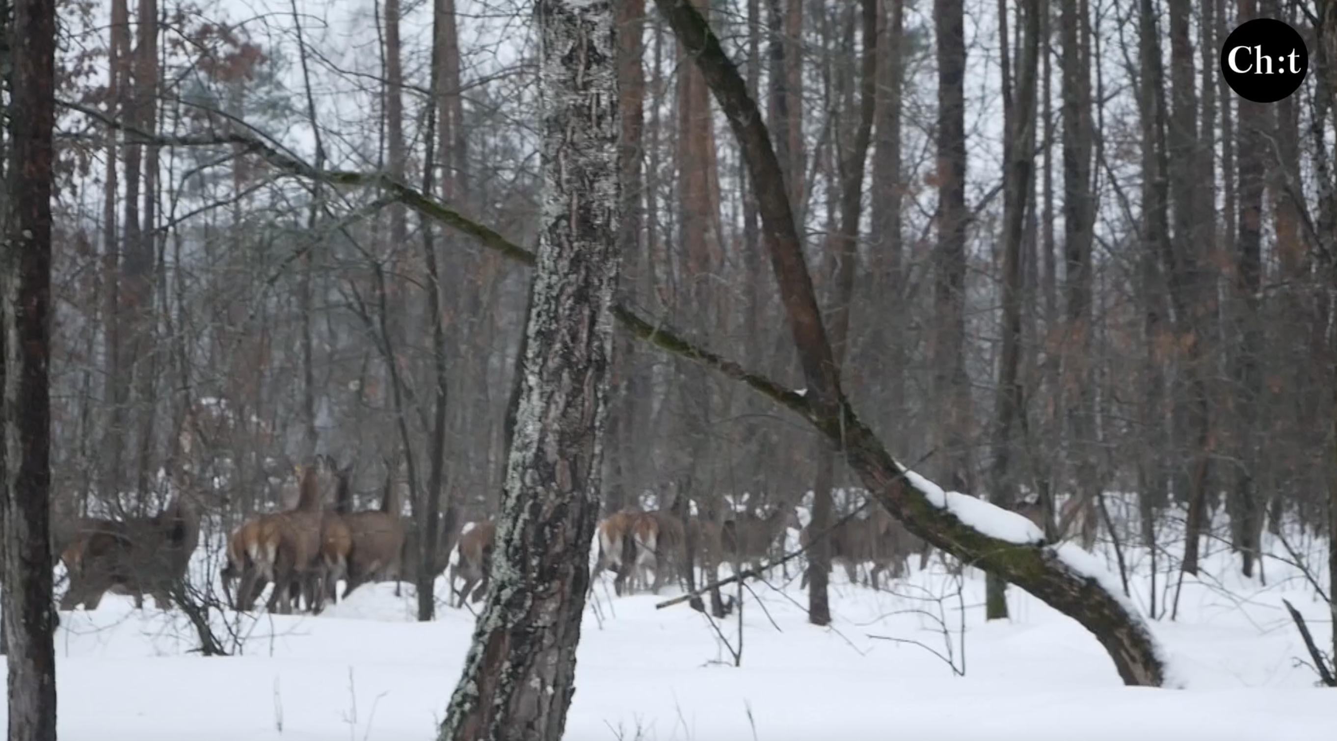 165 благородних оленів житимуть в лісах на Чернігівщині завдяки МРП «Єгер»