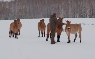 Екопарк Деревіль — унікальний парк із дикими тваринами 