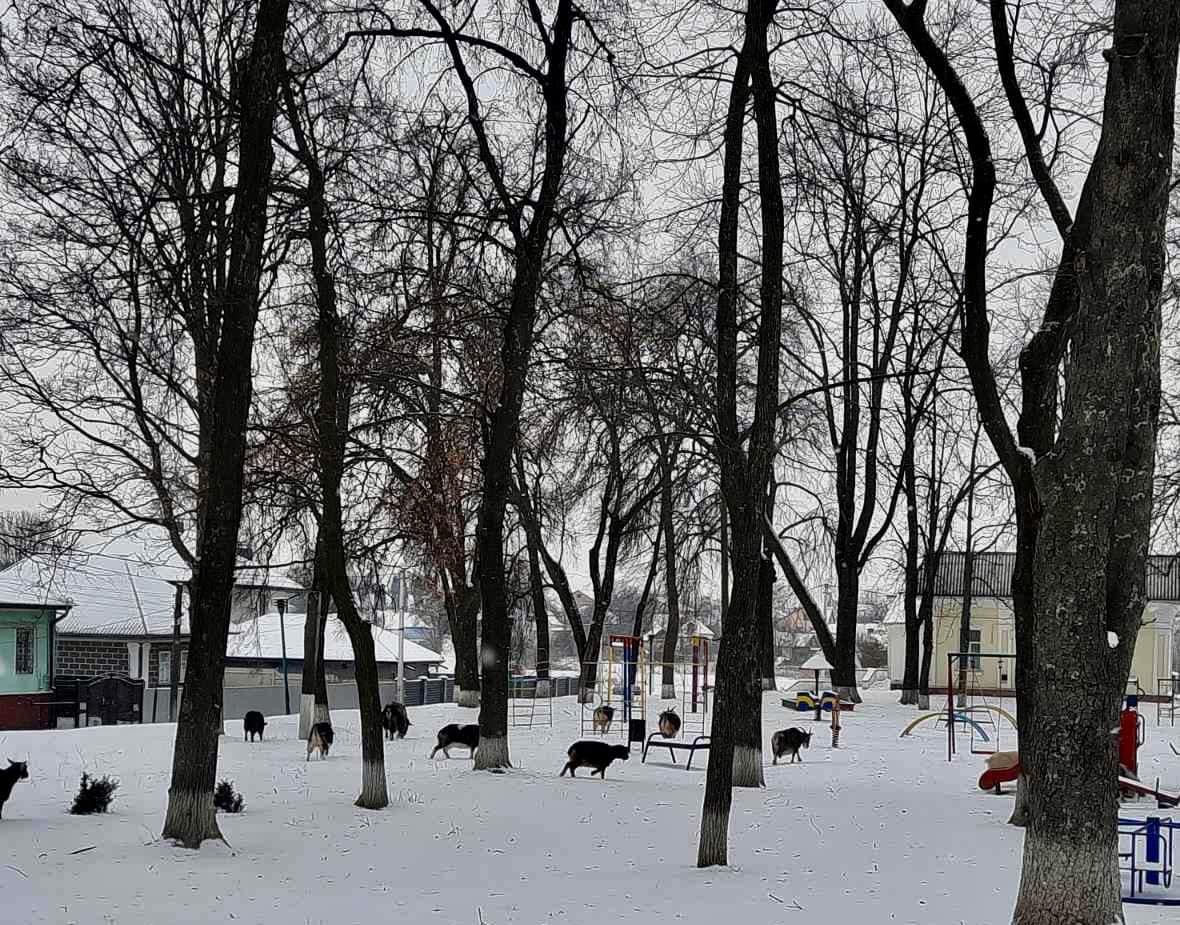 Кози гуляють у центрі Ічні