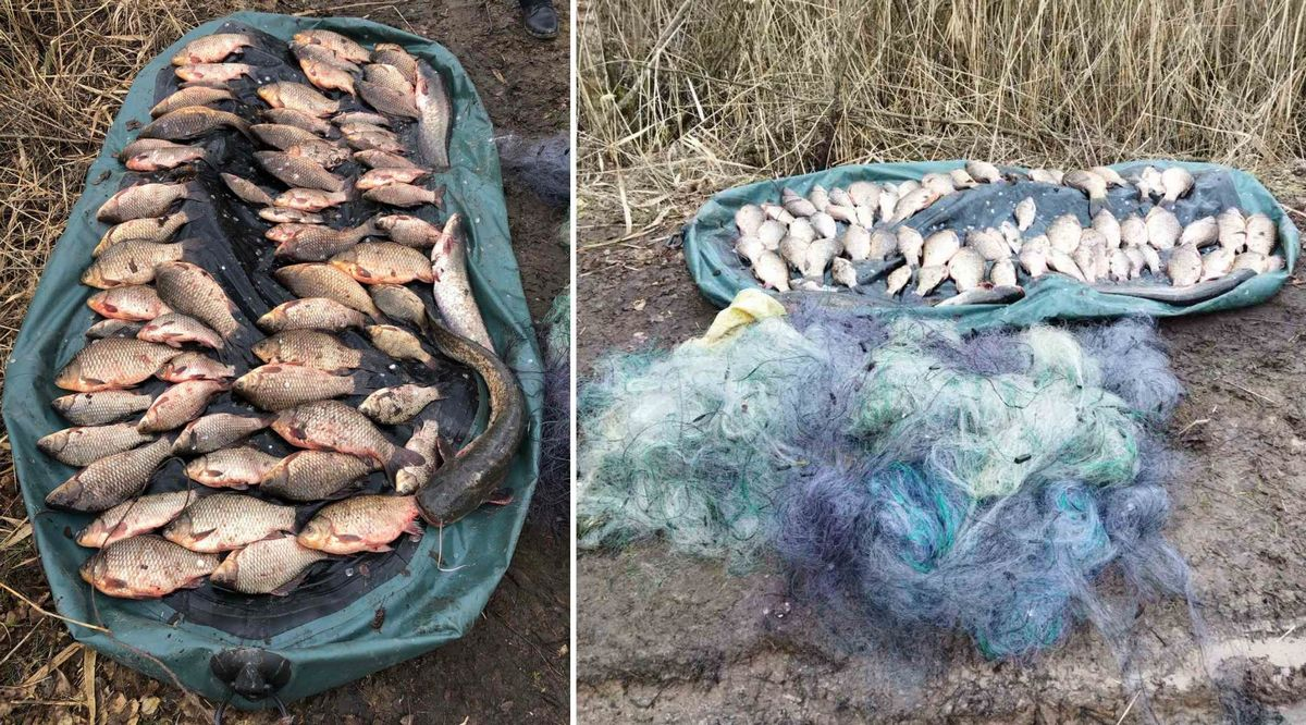 На Городнянщині двоє браконьєрів незаконно наловили риби на 118 тис.грн