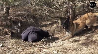 Тоша, Лапа і Зара шукають зниклих людей у лісах і під завалами будівель