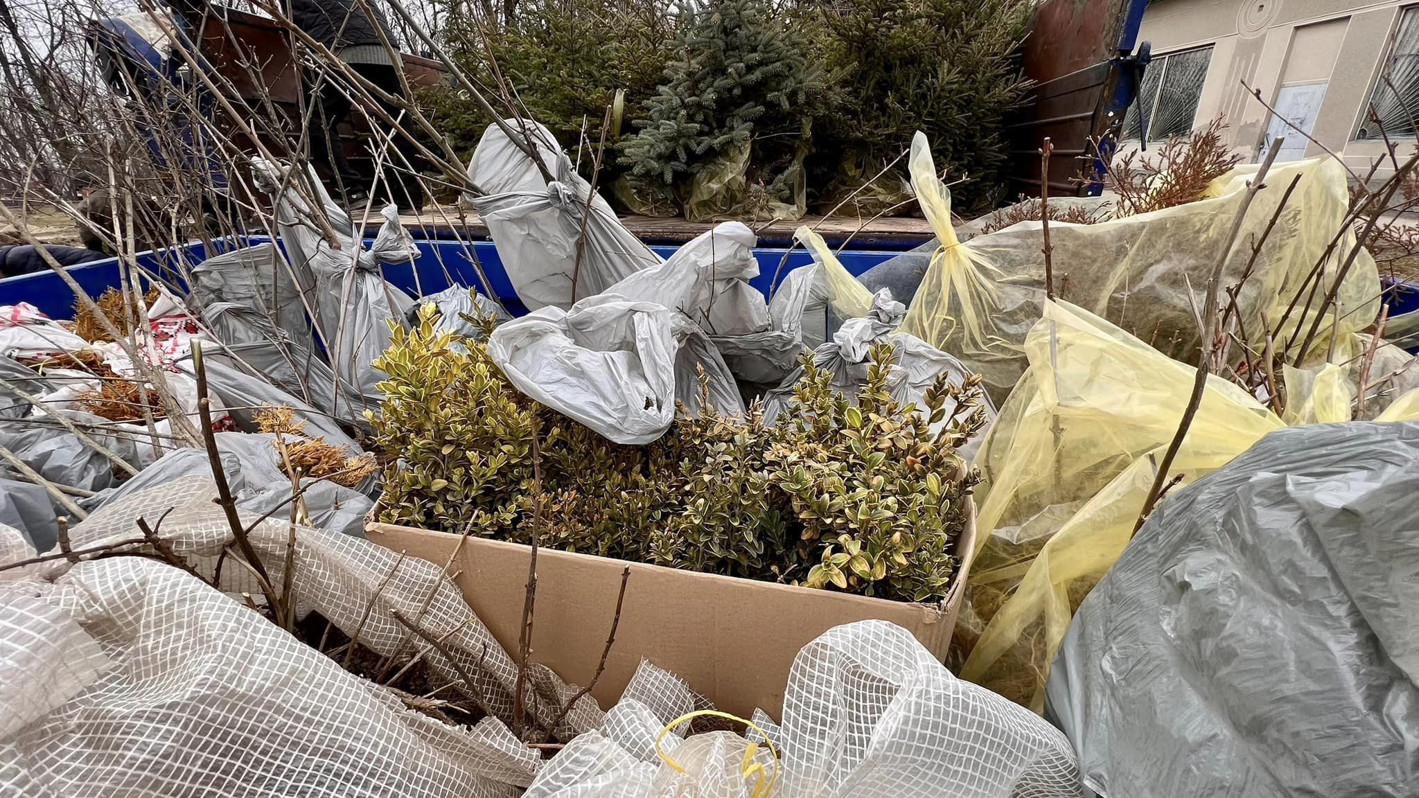 На Чернігівщині озеленюють громаду коштом благодійників. Остер