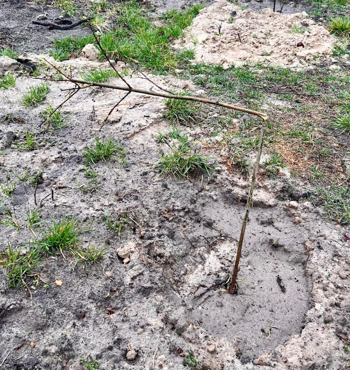 На Чернігівщині вандали зламали молоді дерева
