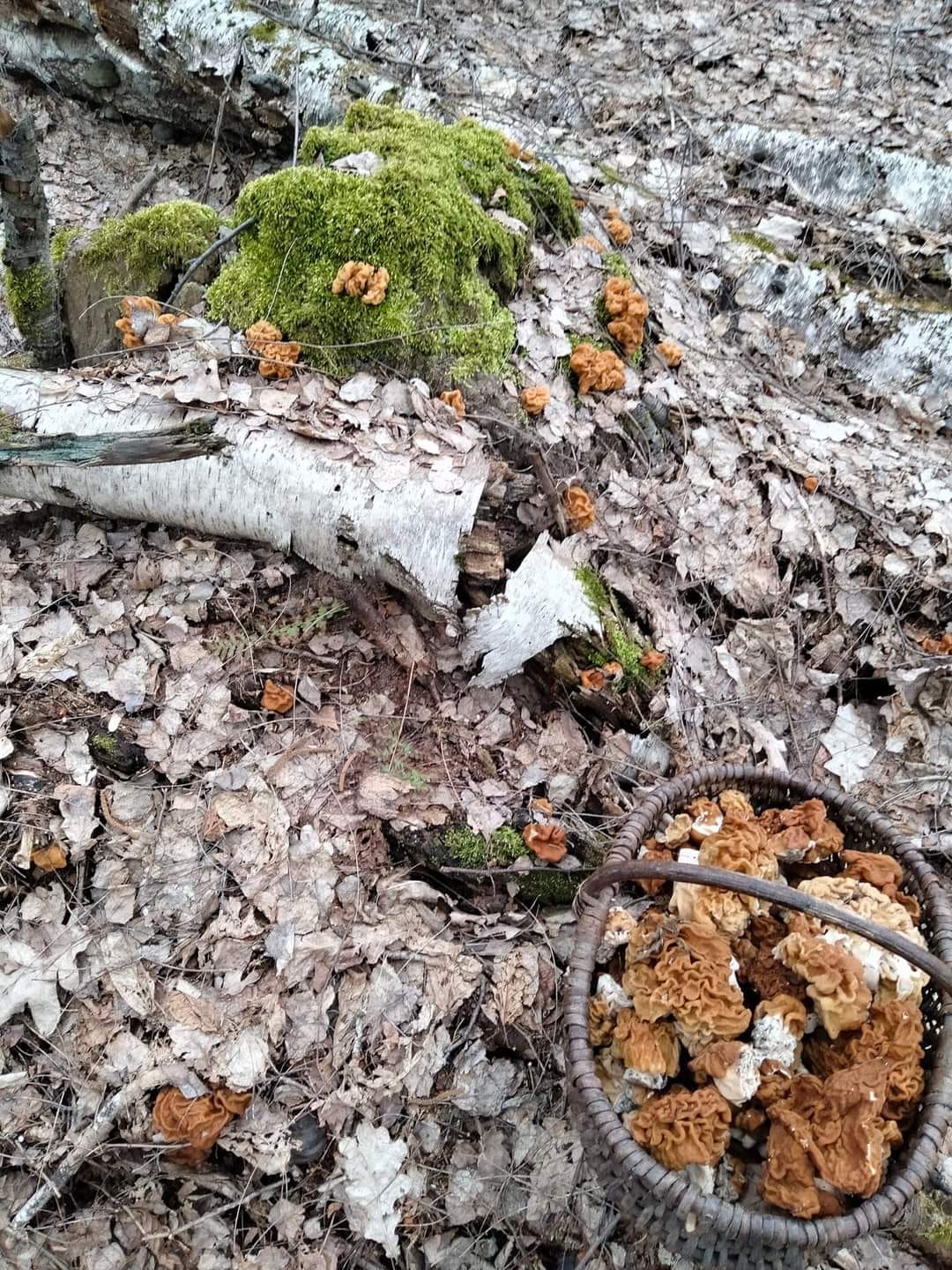 Гриби пішли: грибники Чернігівщини збирають зморшки і діляться світлинами 