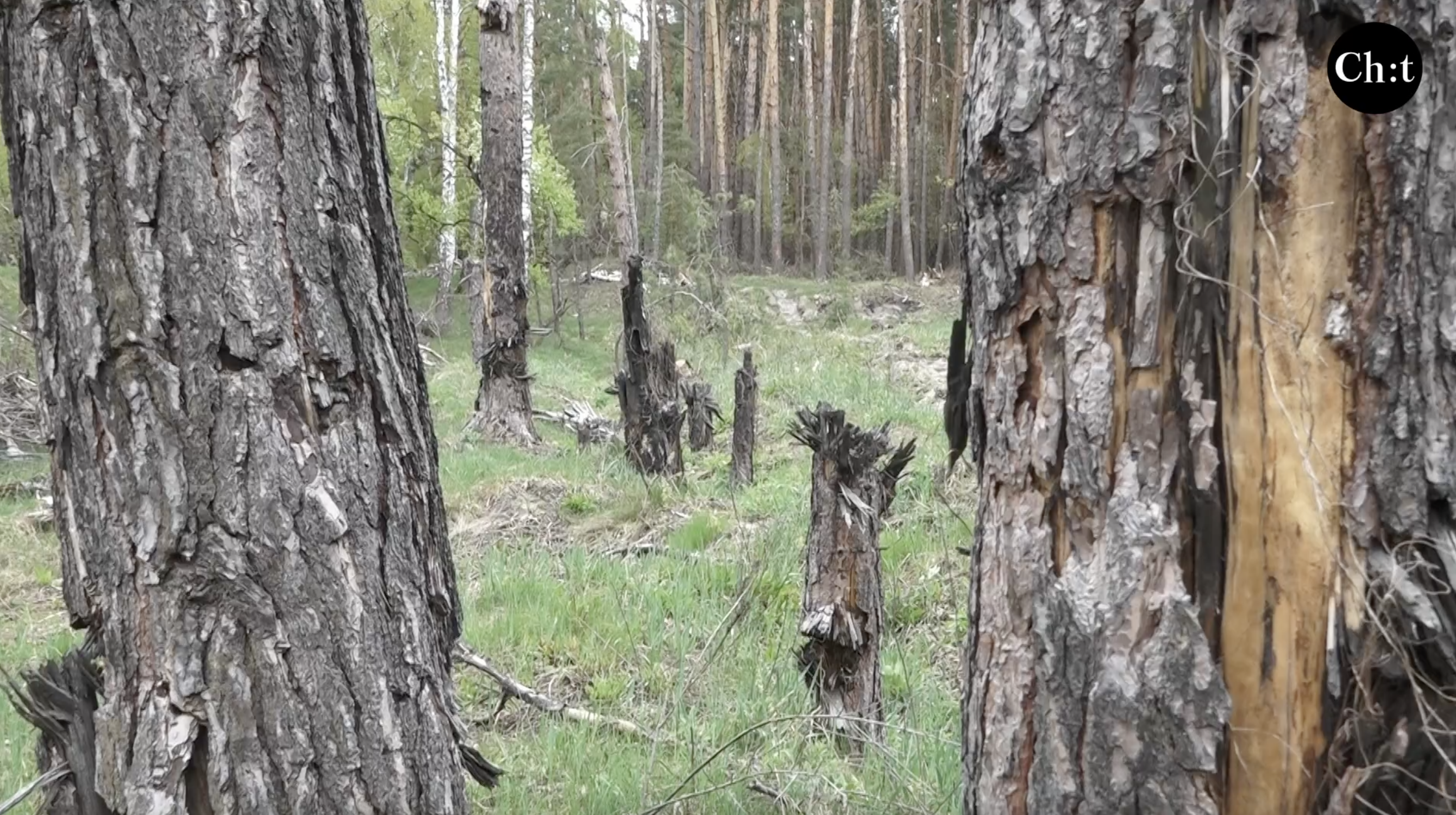 Розмінування і відновлення лісів Чернігівщини: роботи на багато років, а то й десятиліть