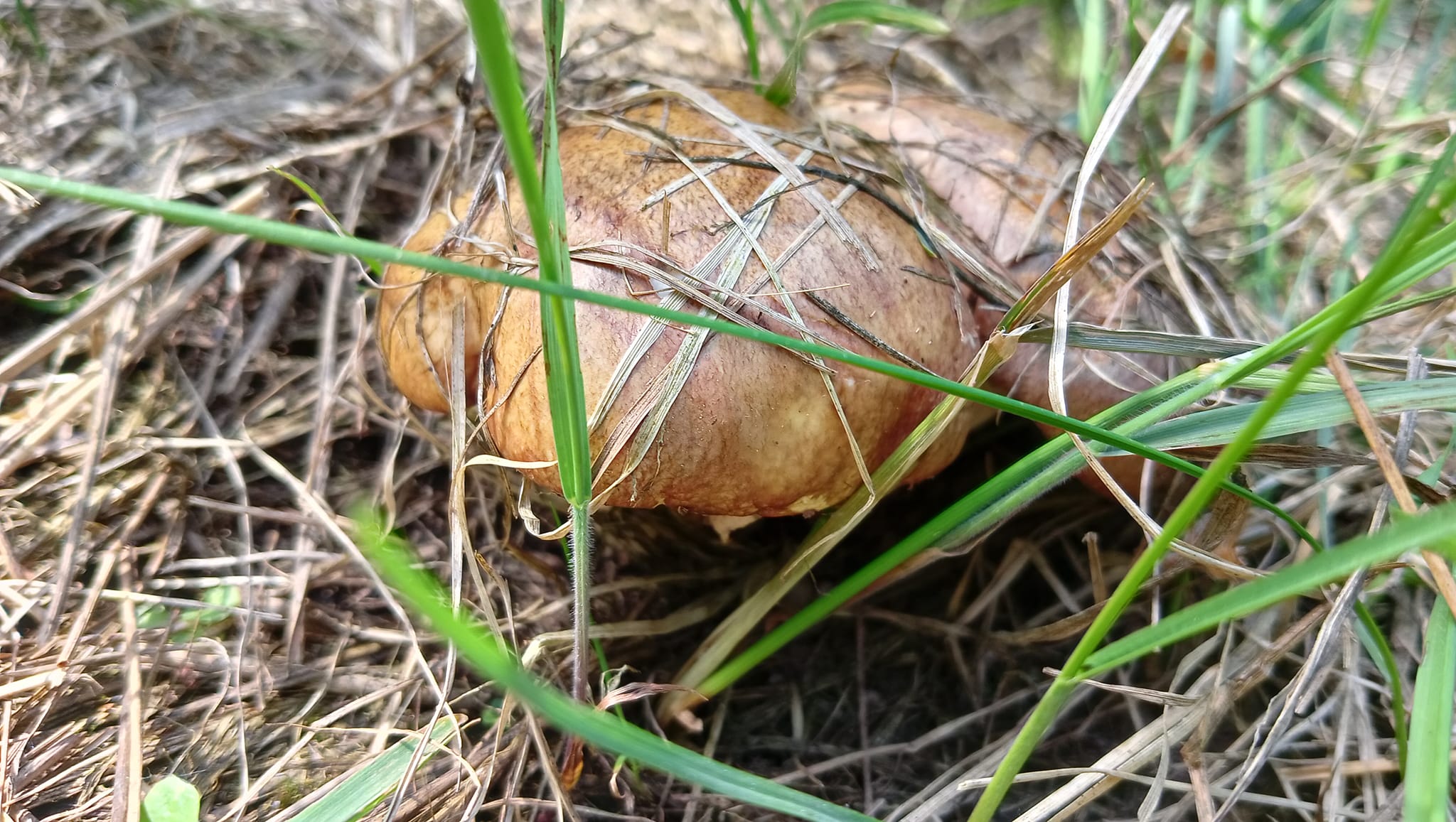 В лісах Чернігівщини – квітневе грибне асорті