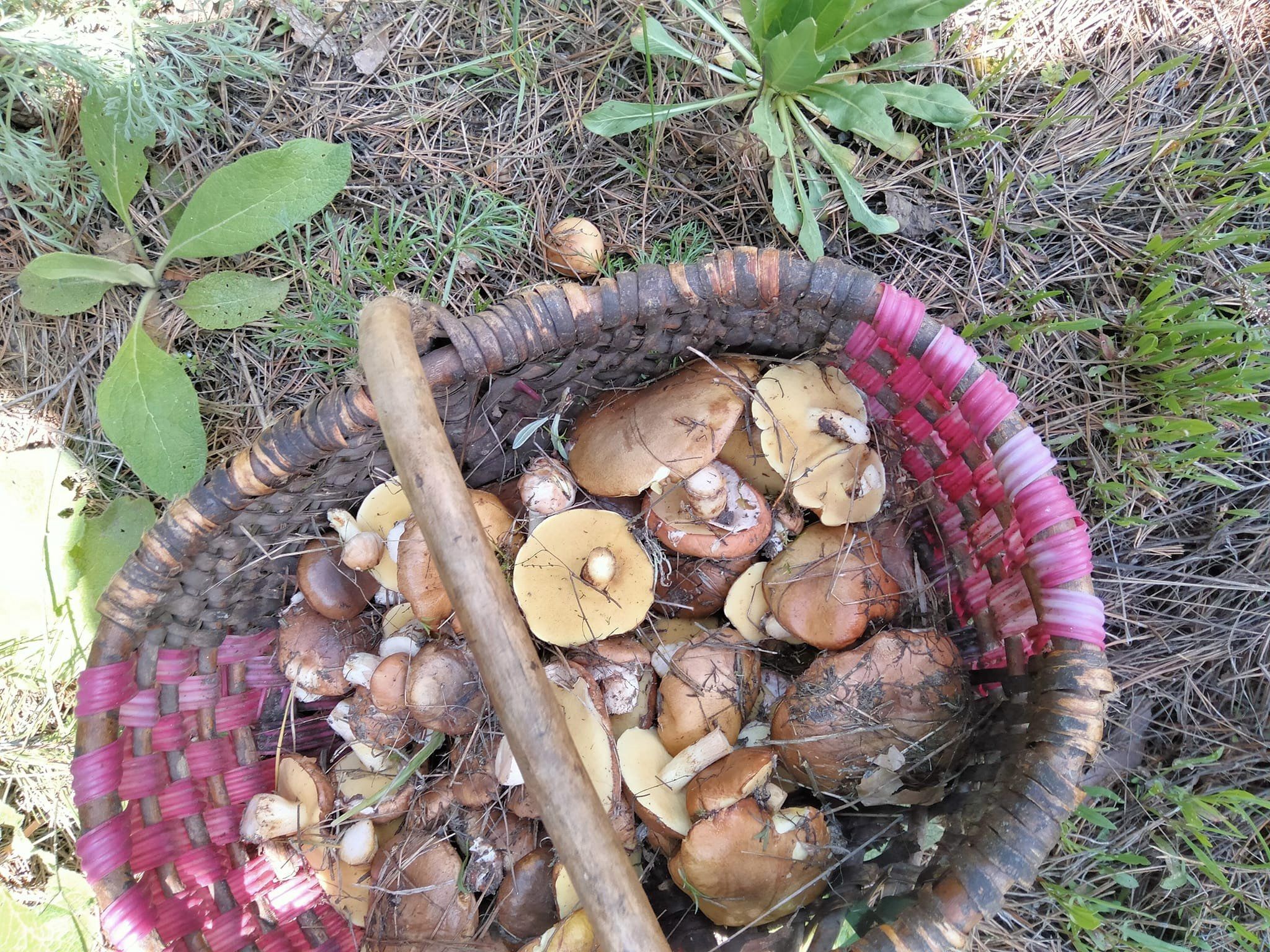 Маслюки Ніжинщини