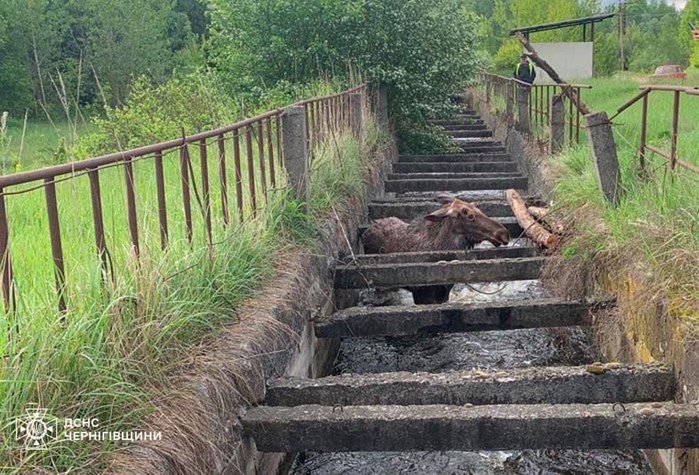 У Чернігові врятували лося