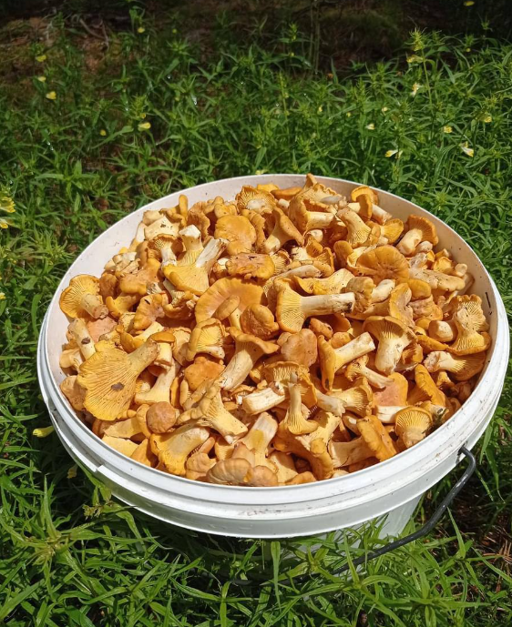 Грибники Чернігівщини полюють за лисичками та діляться світлинами 