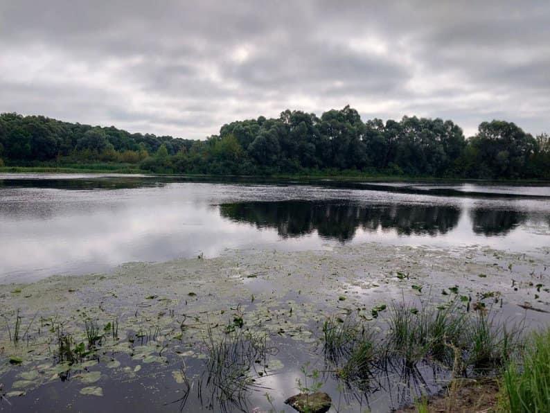 Вода почорніла, риба мре: громади Чернігівщини занепокоєні, бо з боку росії труять річкові води