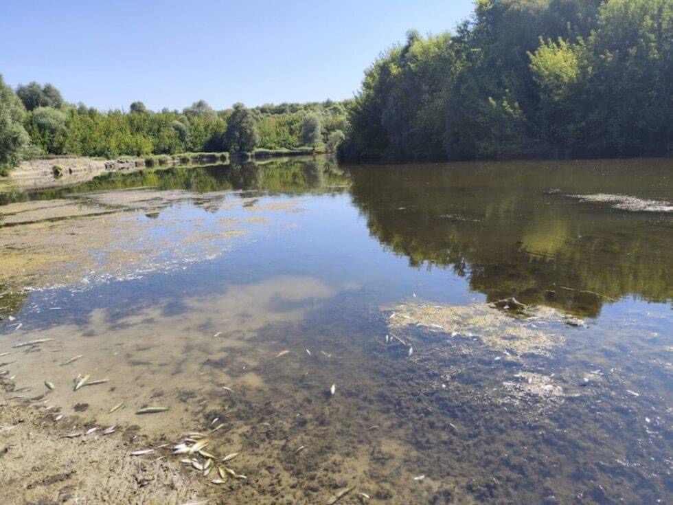 Вода почорніла, риба мре: громади Чернігівщини занепокоєні, бо з боку росії труять річкові води