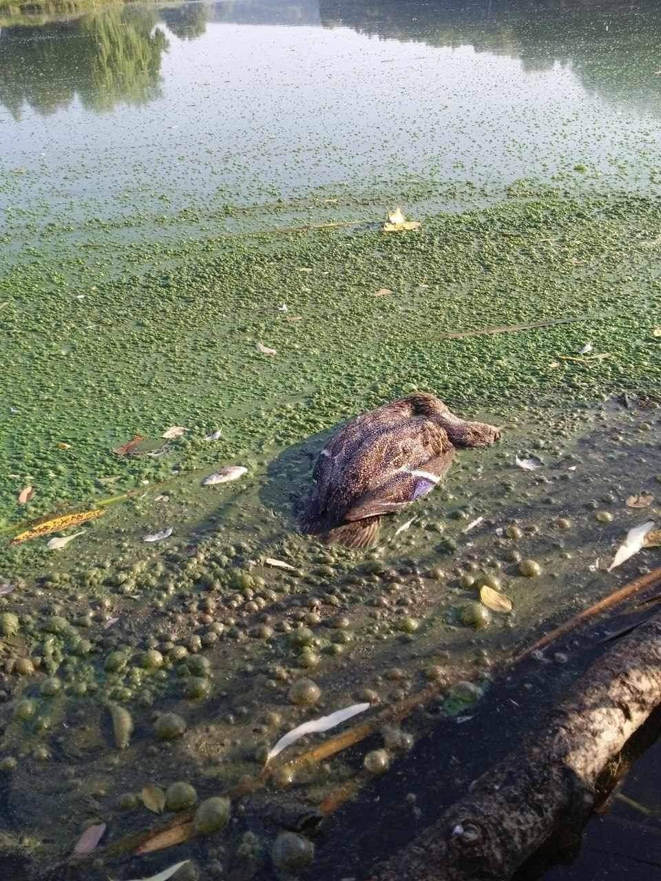 Вода почорніла, риба мре: громади Чернігівщини занепокоєні, бо з боку росії труять річкові води