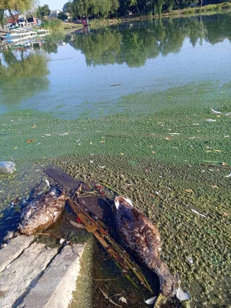 Вода почорніла, риба мре: громади Чернігівщини занепокоєні, бо з боку росії труять річкові води