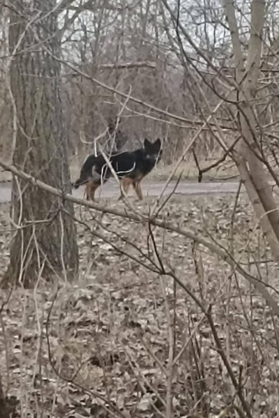 На Чернігівщині розшукали і повернули хазяйці песика, який місяць тому загубився