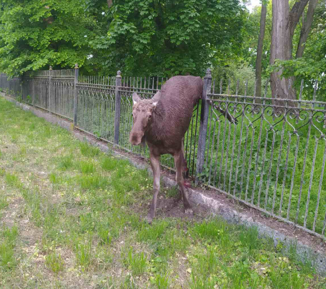 У Седневі паркан садиби Лизогубів спробував взяти штурмом… лось 