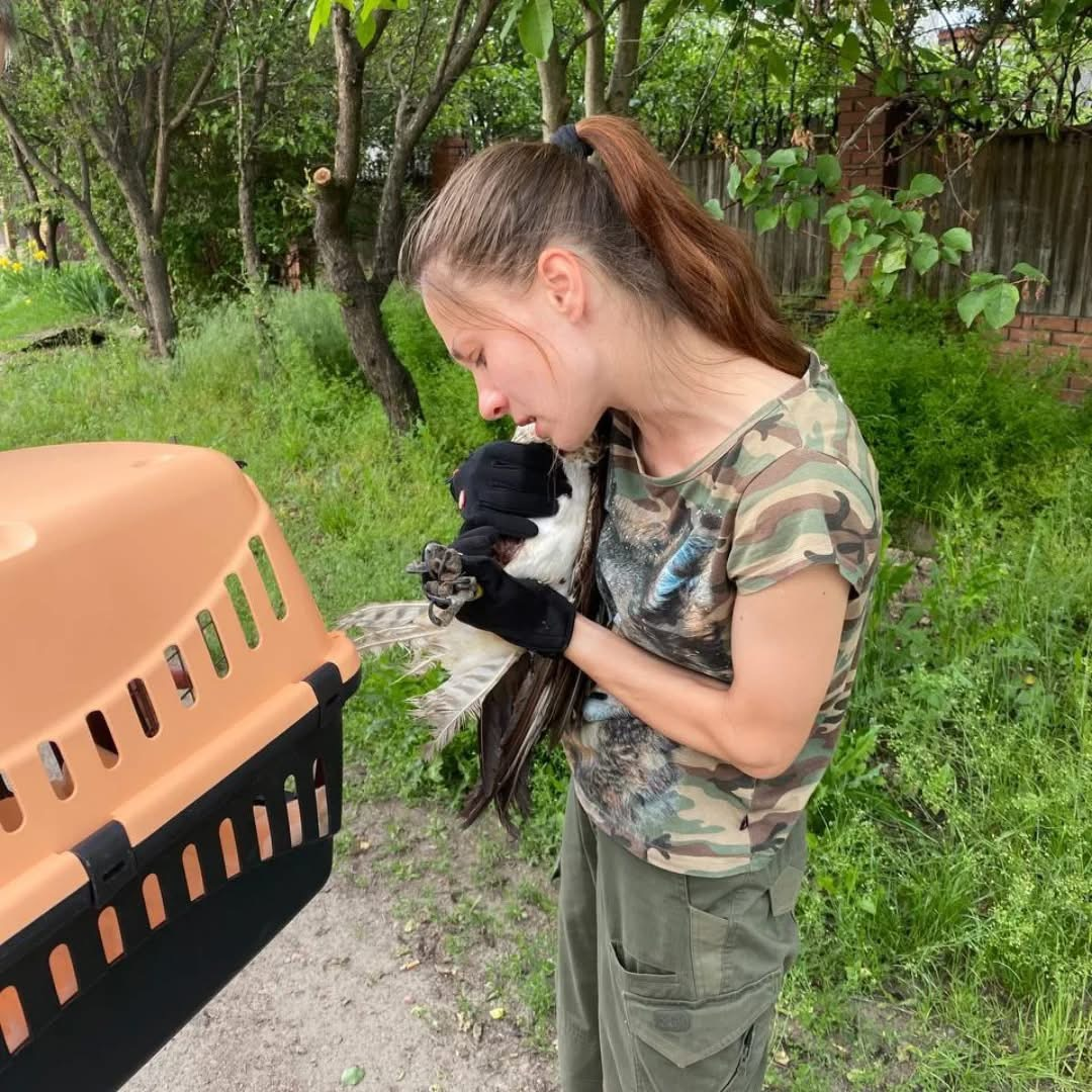 До Чернігова прилетів хижак із зоологічного музею Гельсінкі - він подолав понад 1000 км
