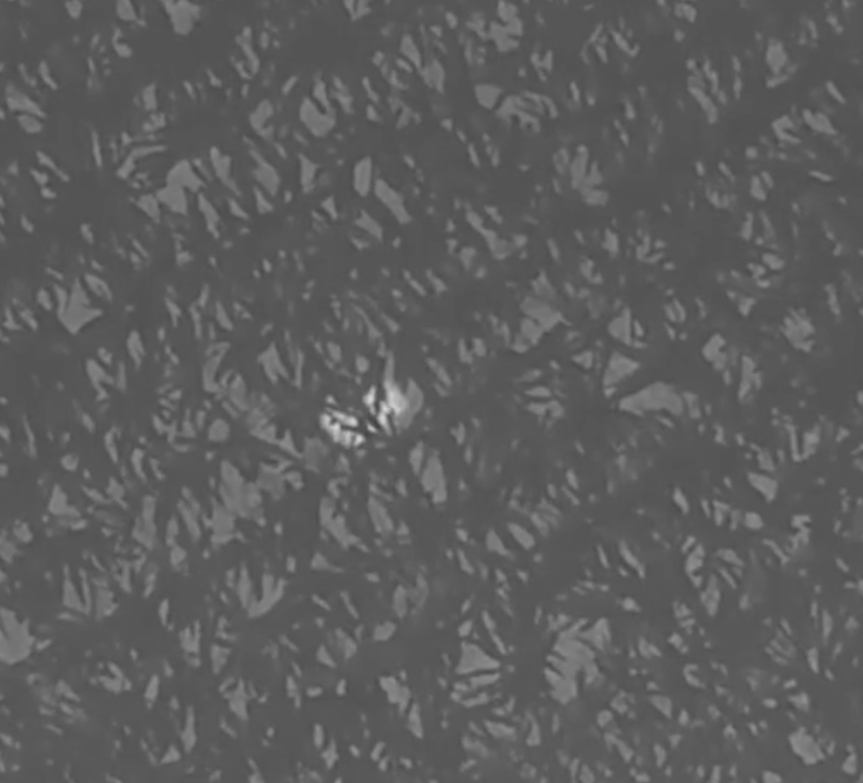 Заблукалих дітей в кукурудзяному полі знайшов дрон з тепловізором: подробиці