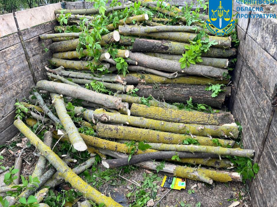 На Чернігівщині «чорні» лісоруби завдали збитків на понад 4,4 мільйона гривень