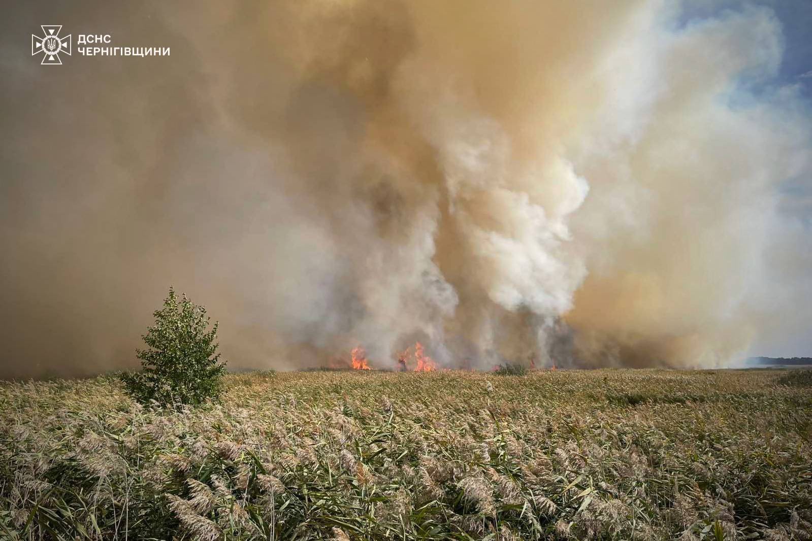 На Чернігівщині під час гасіння пожежі врятували черепаху, але ласку врятувати не вдалося