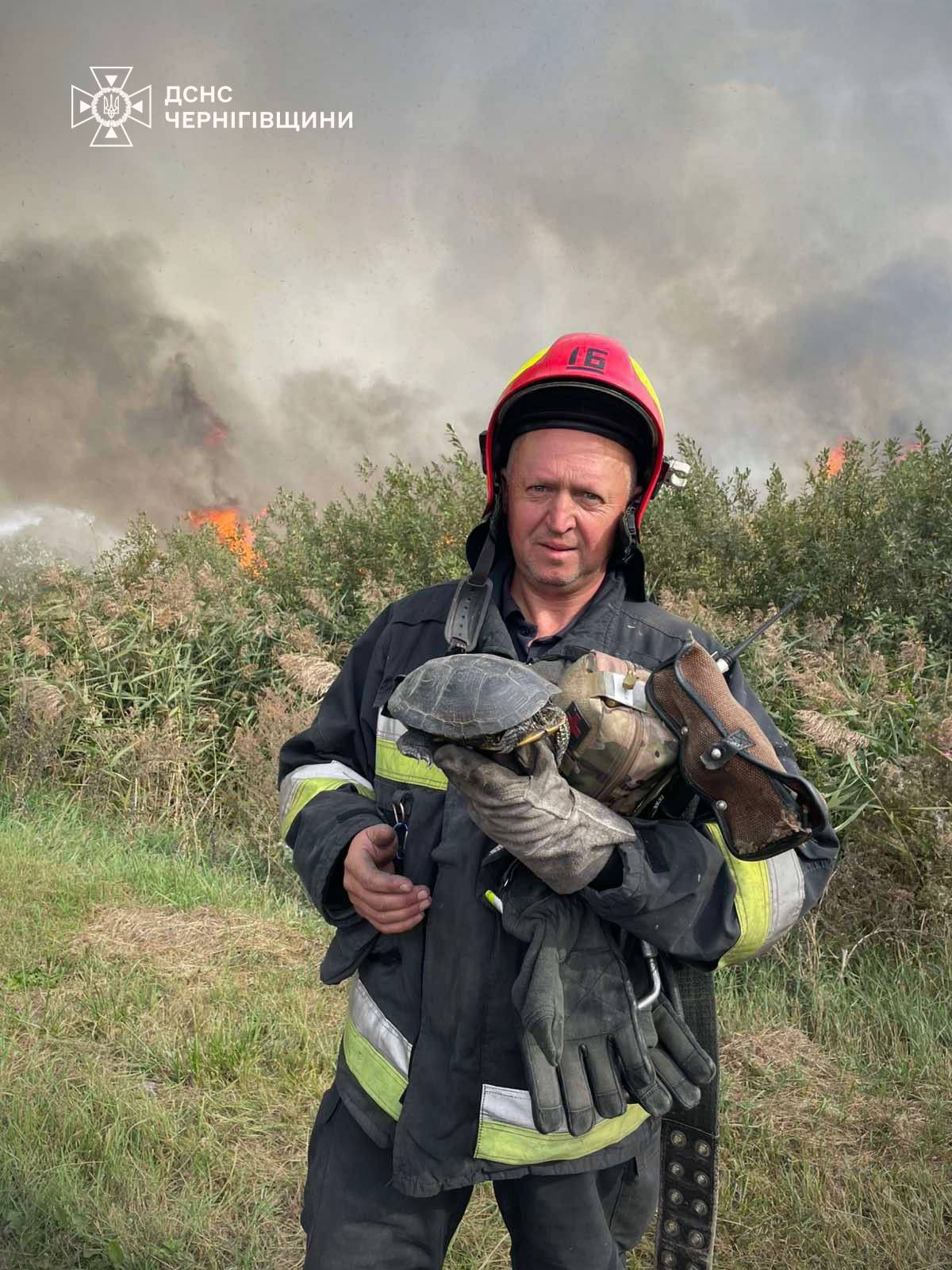 На Чернігівщині під час гасіння пожежі врятували черепаху, але ласку врятувати не вдалося