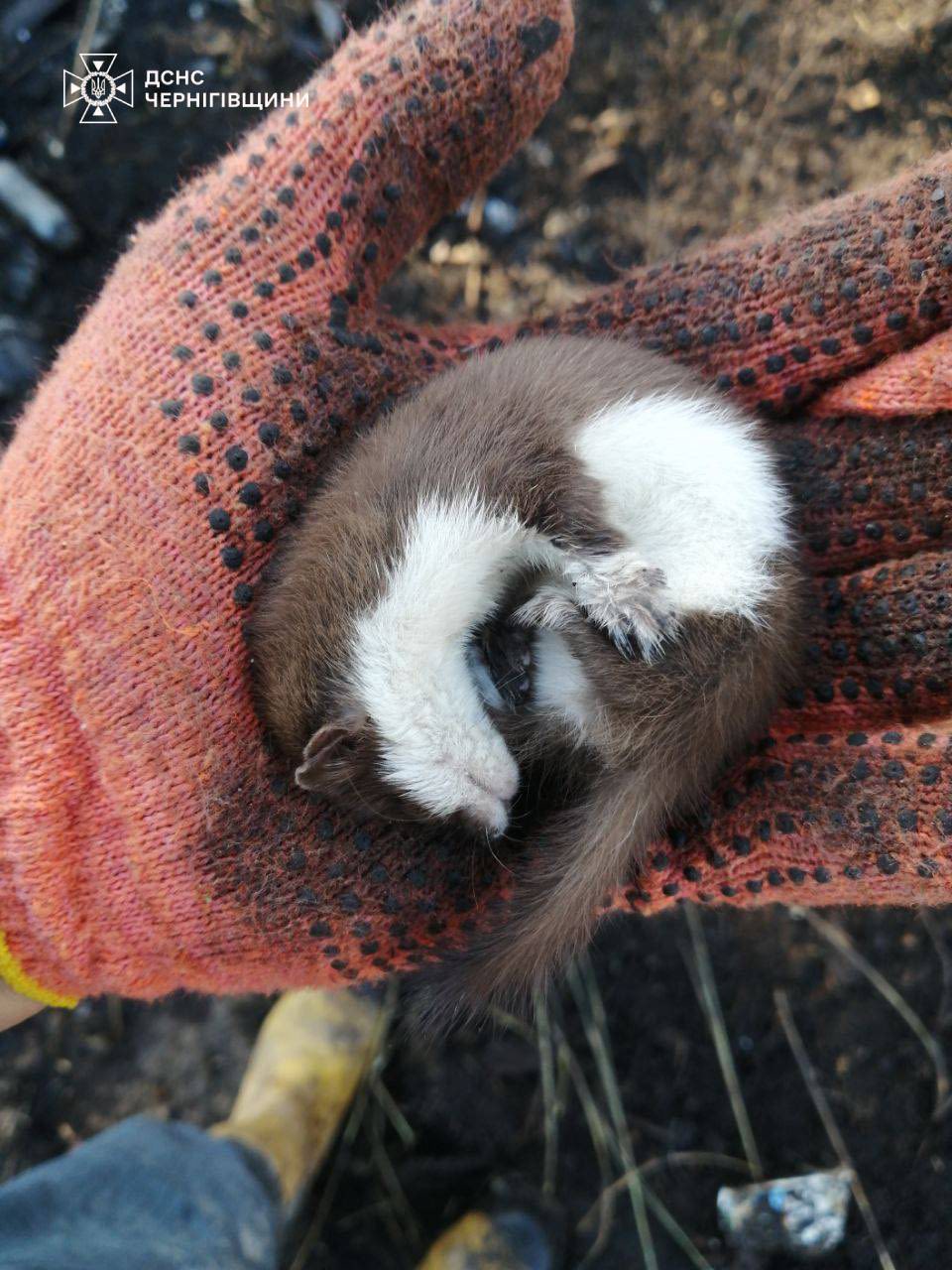 На Чернігівщині під час гасіння пожежі врятували черепаху, але ласку врятувати не вдалося
