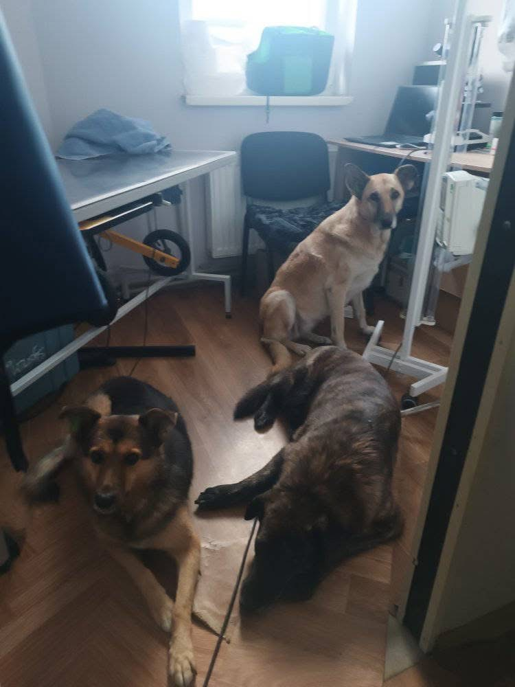 Шахед забрав життя Бруно: у Чернігові дрон убив пса