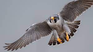 На Чернігівщині можна побачити найшвидшого у світі птаха - це сапсан