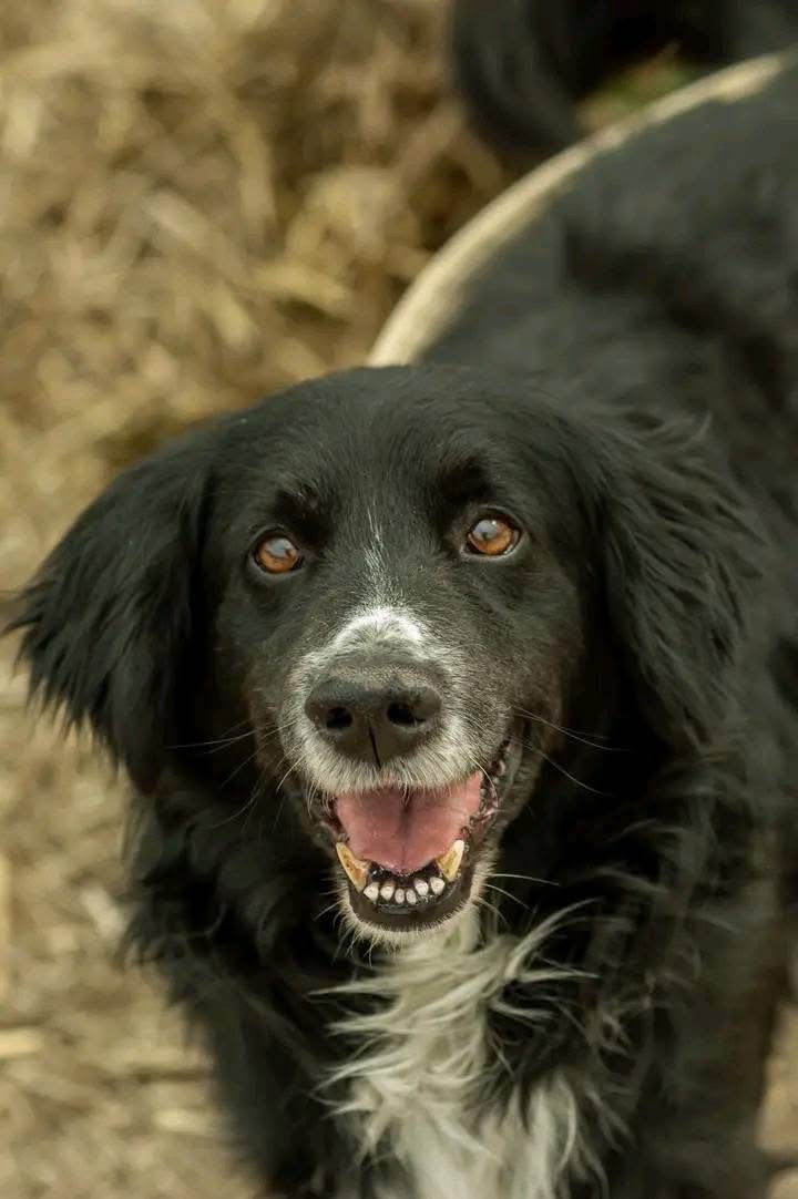 У Чернігові ворожі дрони пошкодили центр перетримки тварин