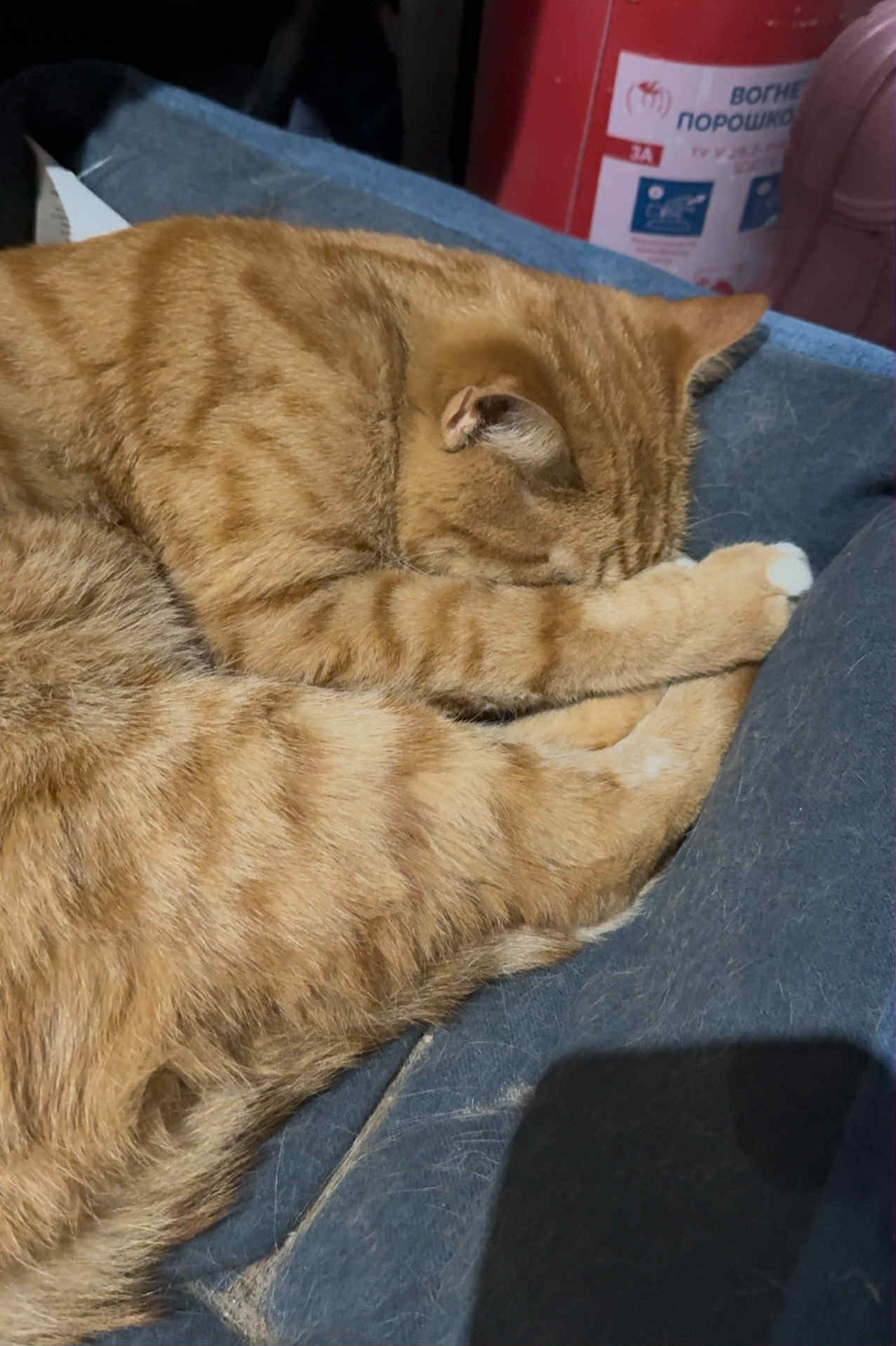 У Чернігові в магазині популярної мережі серед товару заснула кішка