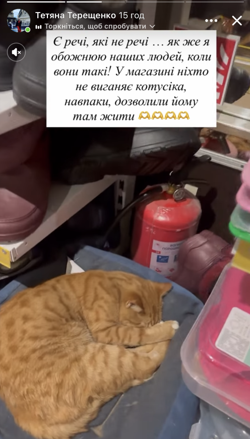 У Чернігові в магазині популярної мережі серед товару заснула кішка
