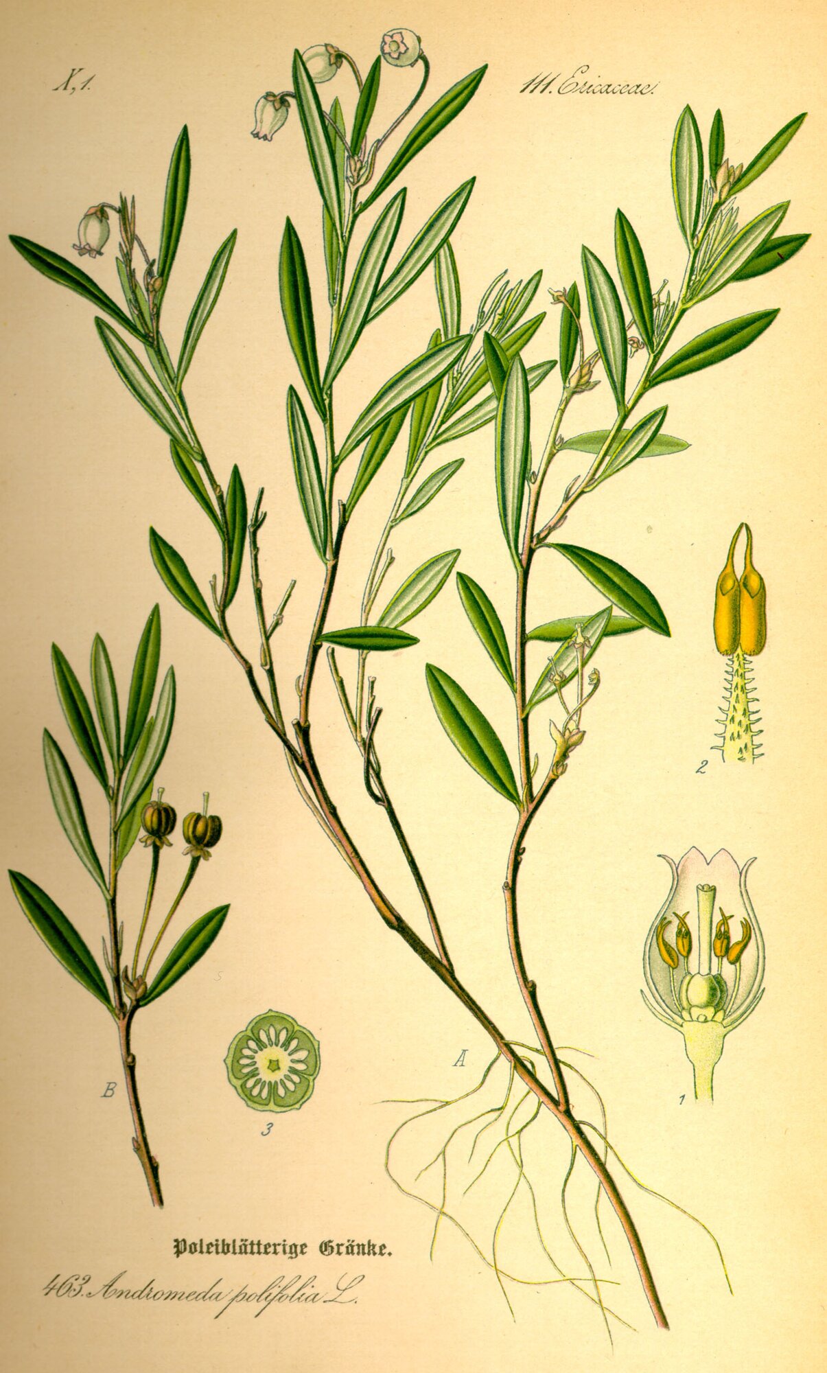 Андромеда ряснолиста - вічнозелений невеликий грунтопокривний чагарник