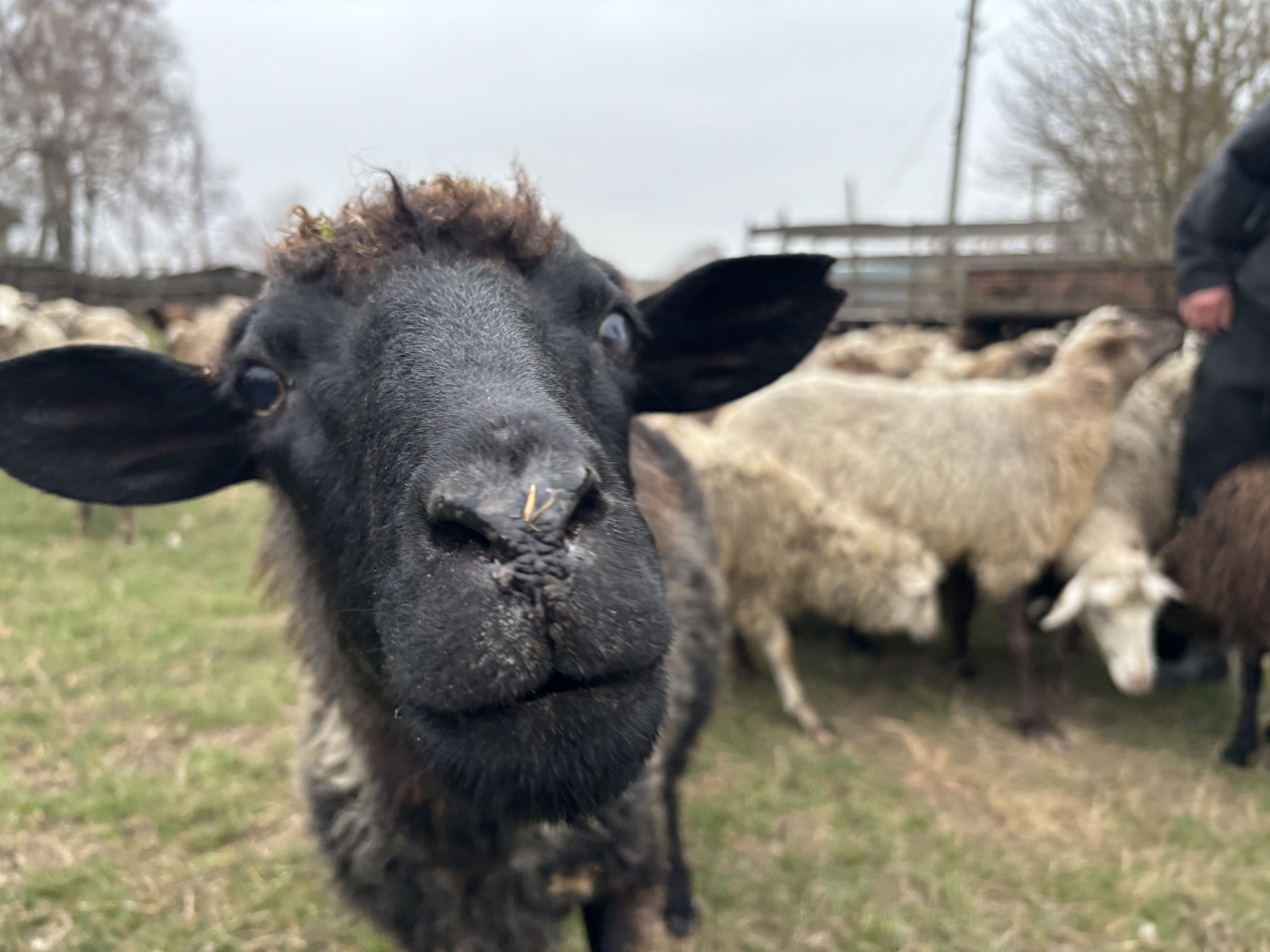 Вівця Дмитра Падалиці позує на камеру