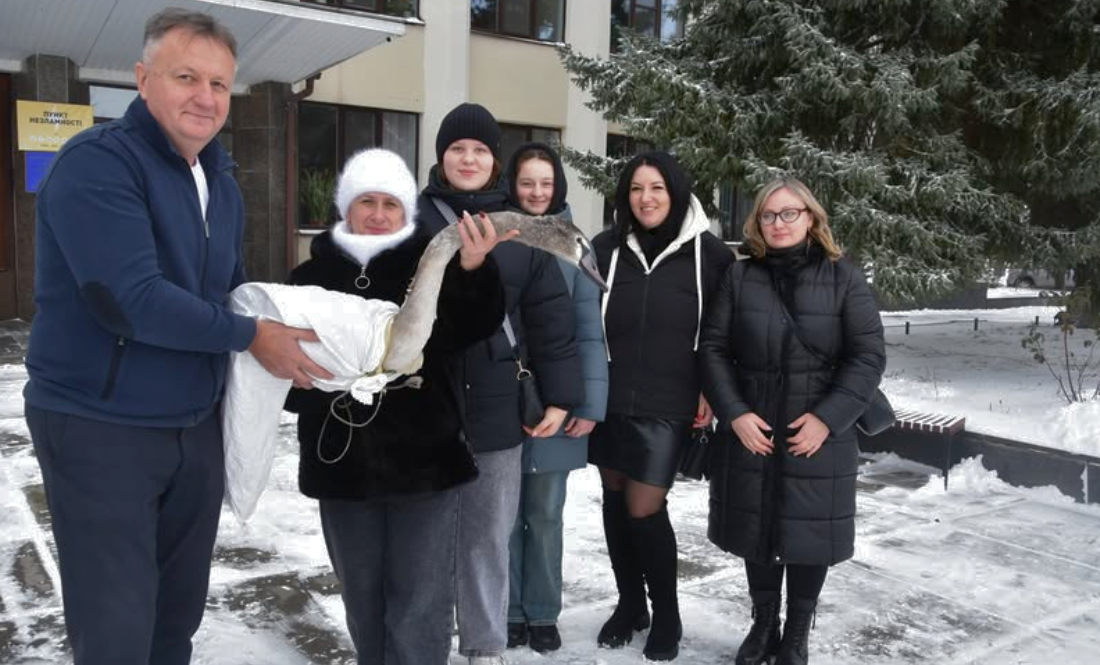 У селищі врятували молодого лебедя: що сталося і хто подбає про птаха