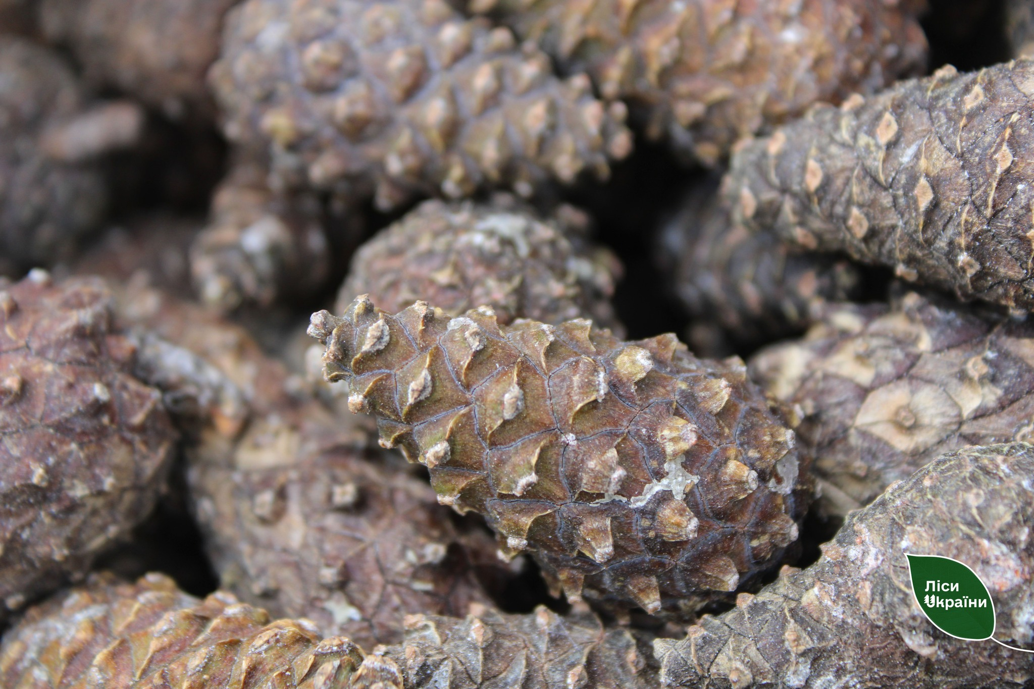 Лісівники Чернігівщини збирають шишки: для чого і хто лідирує