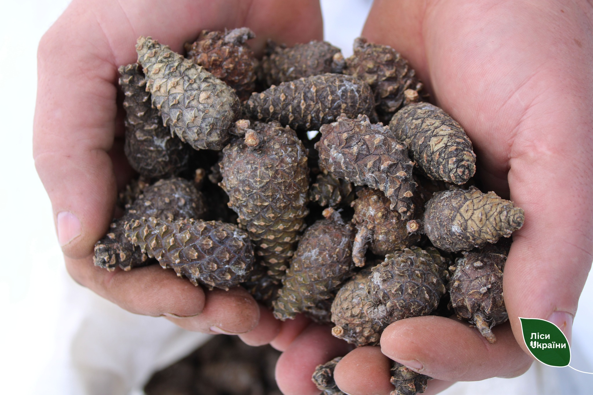 Лісівники Чернігівщини збирають шишки: для чого і хто лідирує