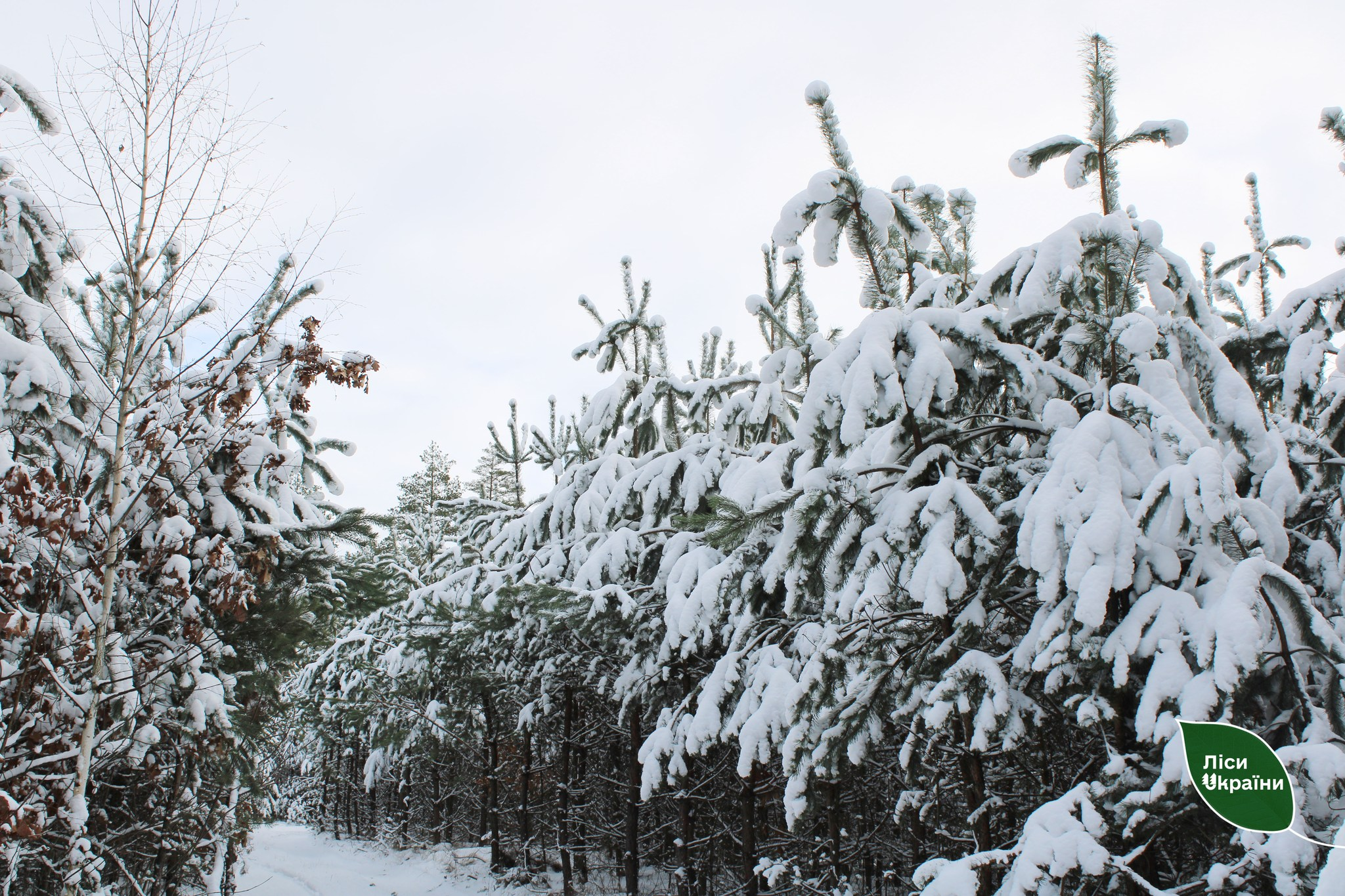 Лісівники Чернігівщини збирають шишки: для чого і хто лідирує