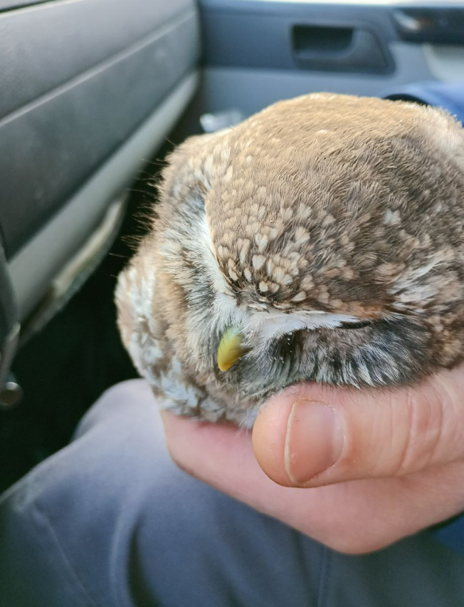 Газовики врятували сича поблизу Чернігова