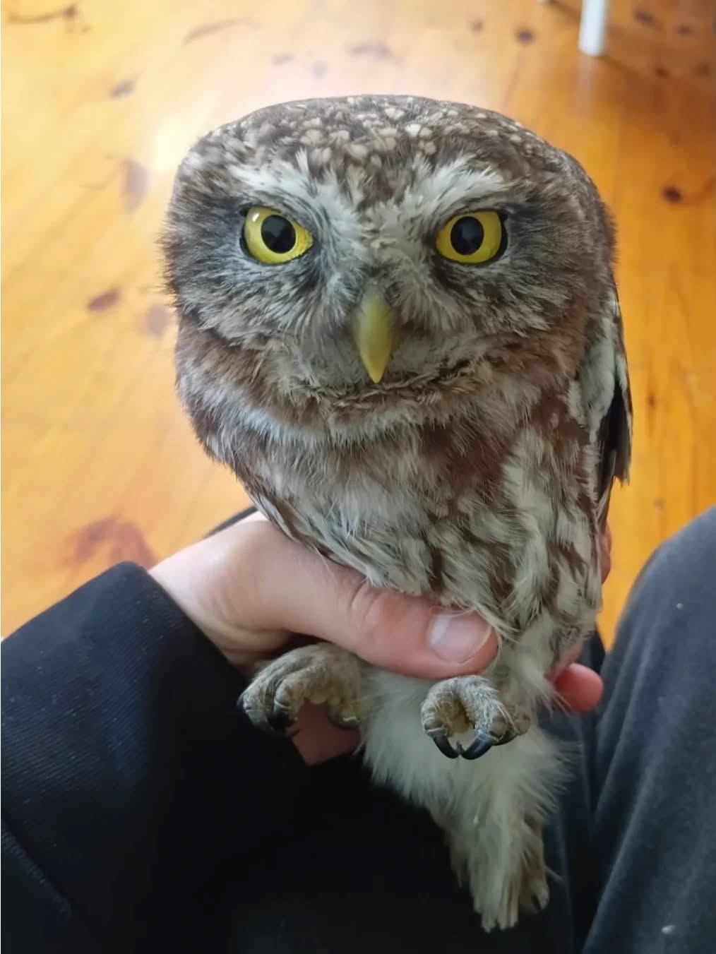 Газовики врятували сича поблизу Чернігова