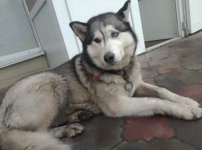 «Я кричала від болю»: відомій зооволонтерці зловмисники отруїли насмерть собаку 