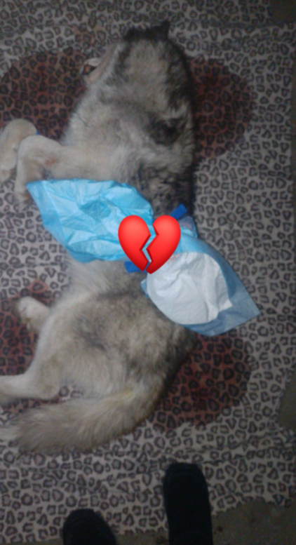 «Я кричала від болю»: відомій зооволонтерці зловмисники отруїли насмерть собаку 