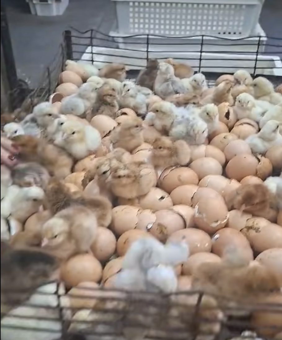 Несуть шоколадні й зелені яйця: на Чернігівщині продають незвичних курчат