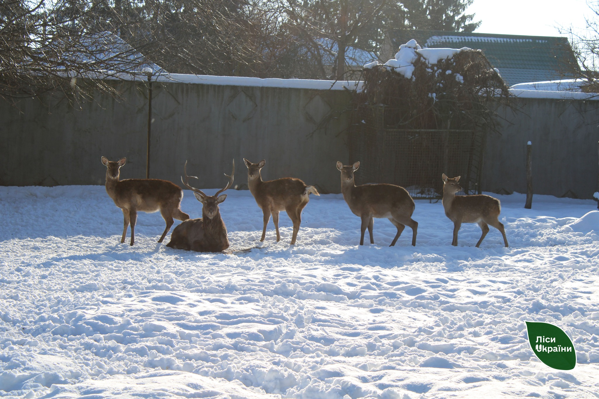 Лісівники допомогли зоопарку на Чернігівщині 