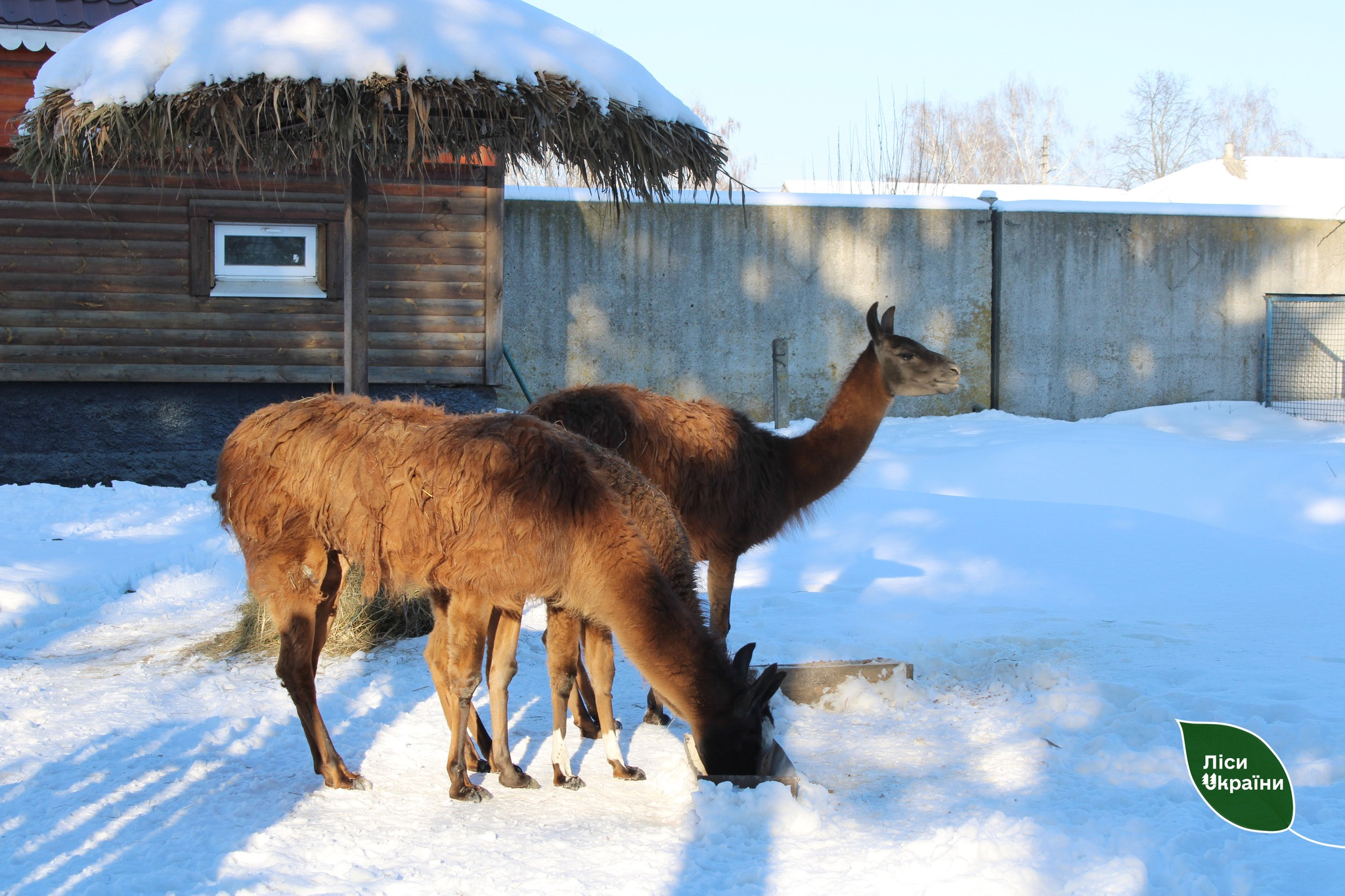 Лісівники допомогли зоопарку на Чернігівщині 