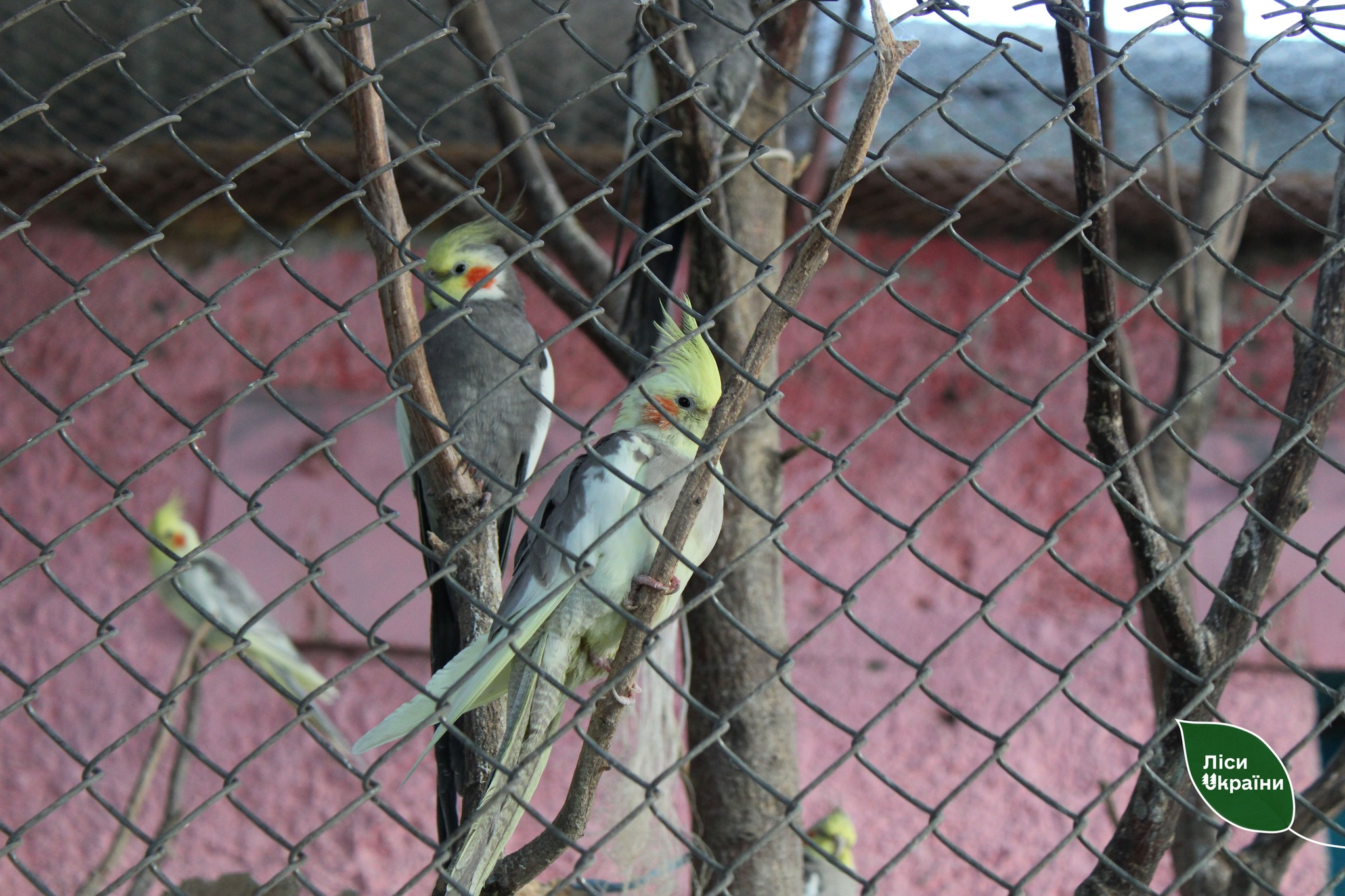 Лісівники допомогли зоопарку на Чернігівщині 