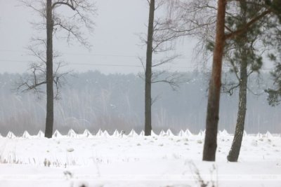 Вітебські десантники тренувалися «захищати кордон» у 20 км від Чернігівщини